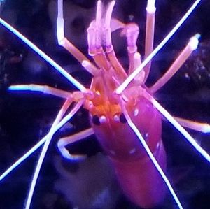 Meet your Posher, Pilar